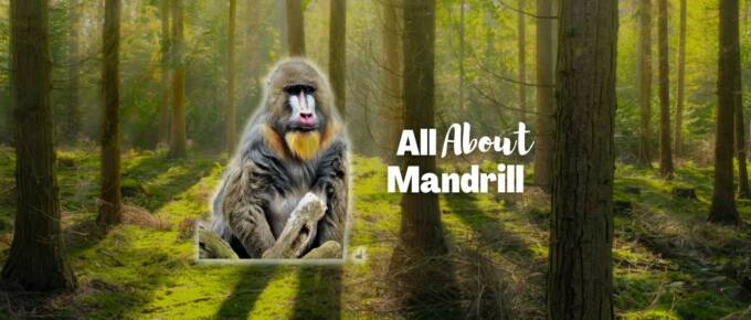 Mandrill featured image