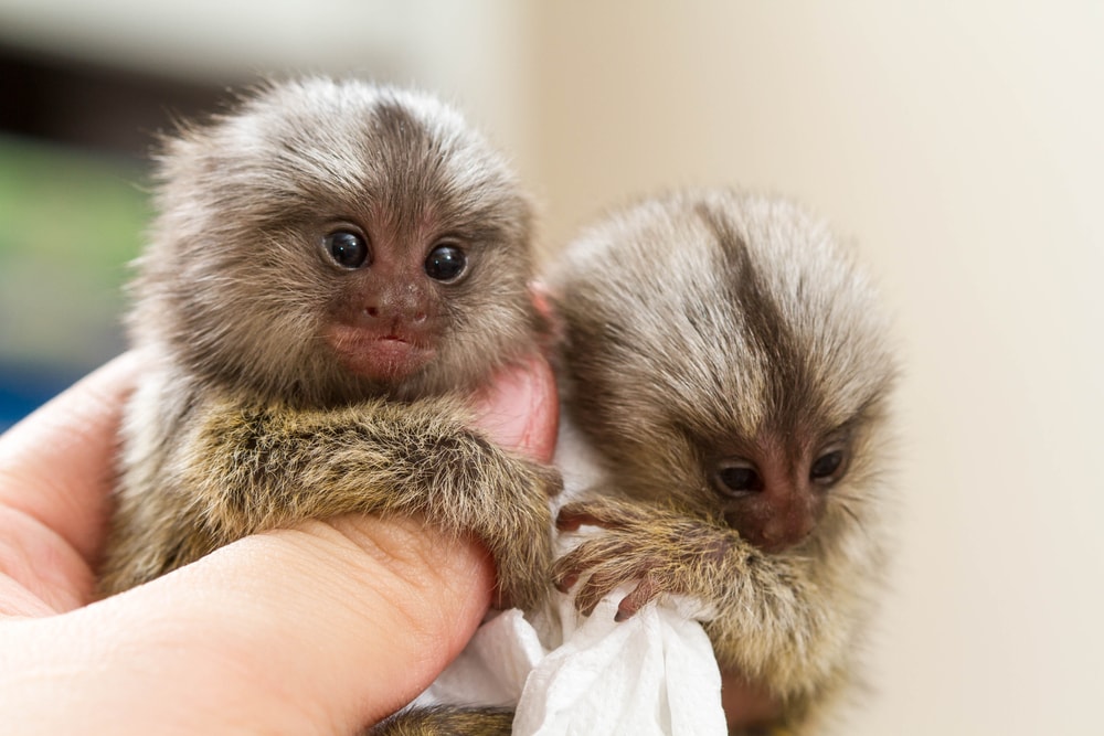 Pygmy marmoset held and lift in a room