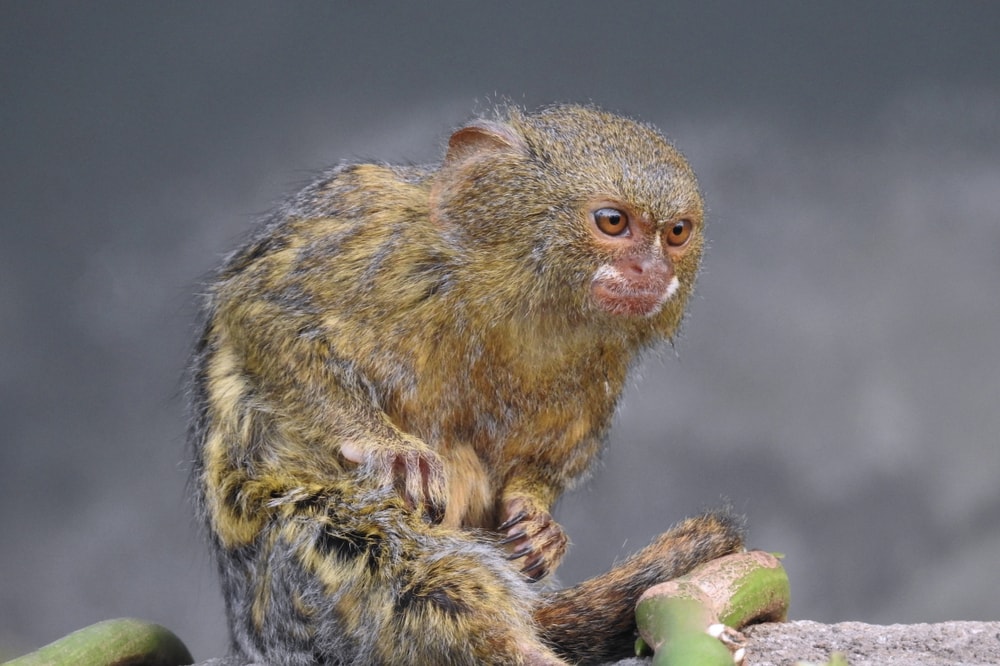 Pygmy marmoset sitting on a stone