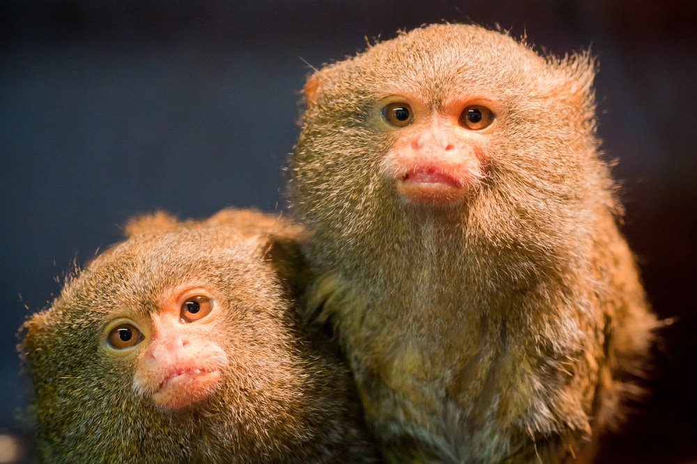 Two pygmy marmoset sitting on each other for picture