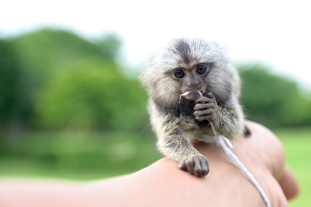 Pygmy marmoset eating a cloth wrapped on a hand
