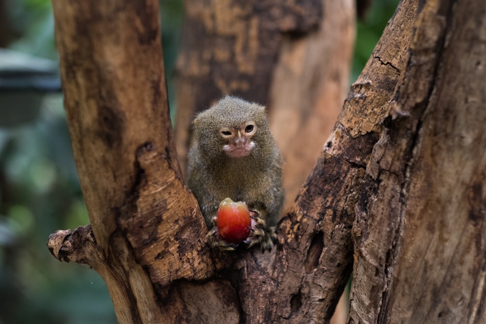 Pygmy marmoset eating fruit in the middle of a tree