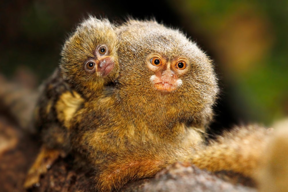 Pygmy marmoset mother carrying its baby in the tree