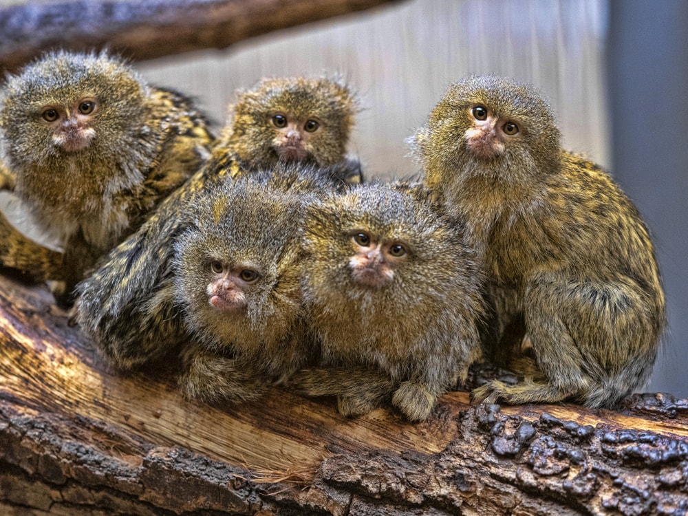 Group of pygmy marmoset sitting on a branch of tree