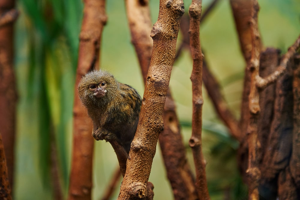 Pygmy marmoset holding on a bamboo tree