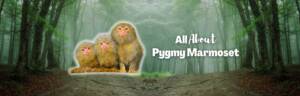 Pygmy marmoset featured image