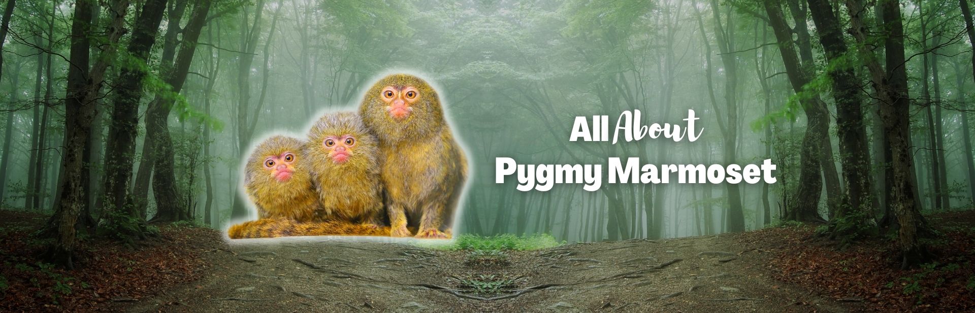 Meet the Pygmy Marmoset: The World’s Smallest Monkey