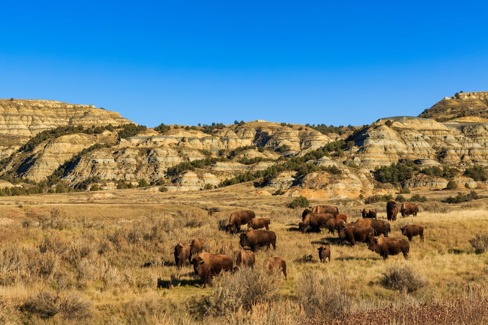 Theodore Roosevelt National Park, High Plains, US with animals in it