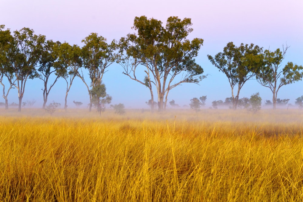 Gungahlin Grassland Reserves, Australia with smoke on it