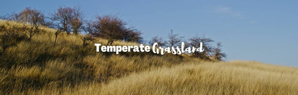 Temperate grassland featured image