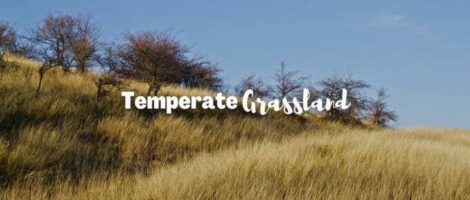 Temperate grassland featured image