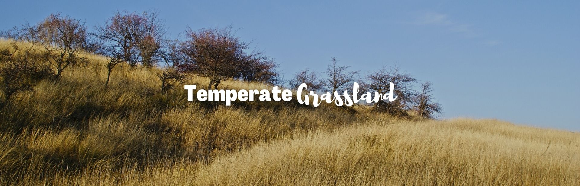 Temperate Grasslands: Understanding the Biome