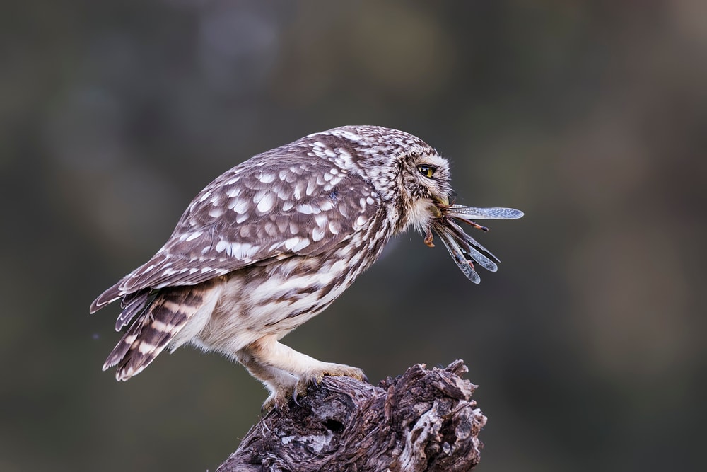 Owl eating a bug