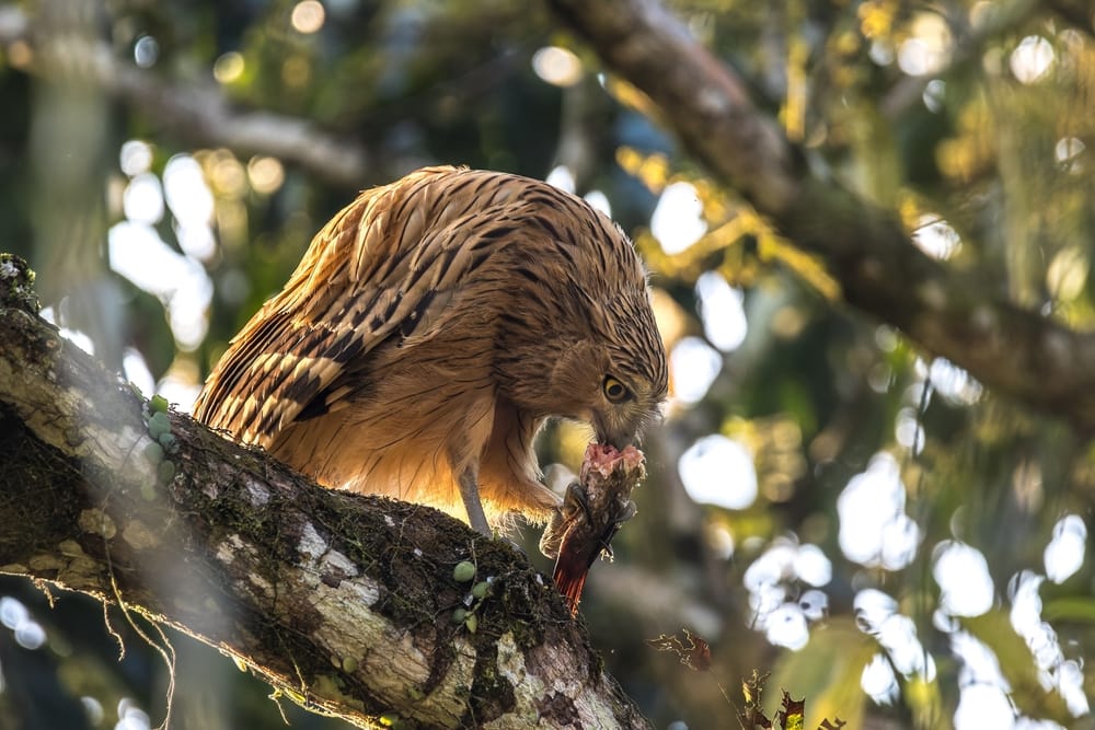 Owl eating a fish in a tree