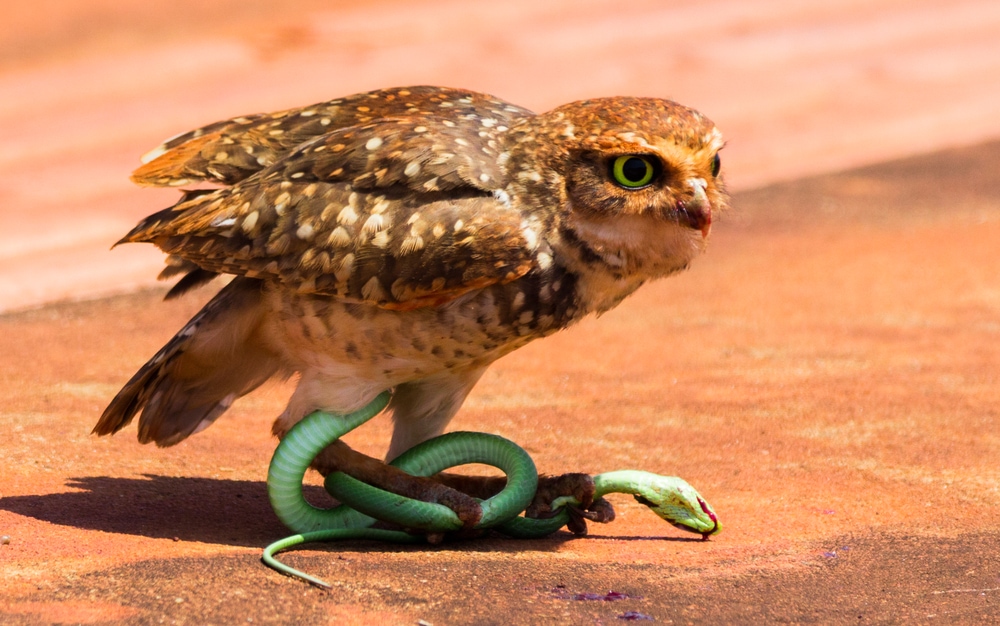 Owl holding a snake