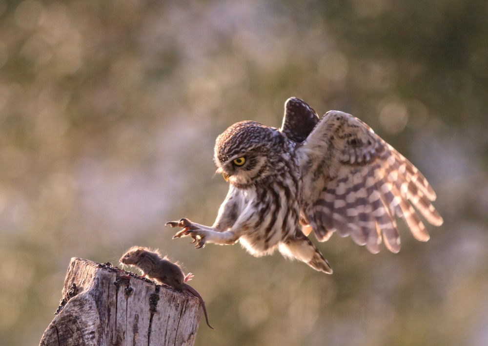 Owl reaching for a mouse
