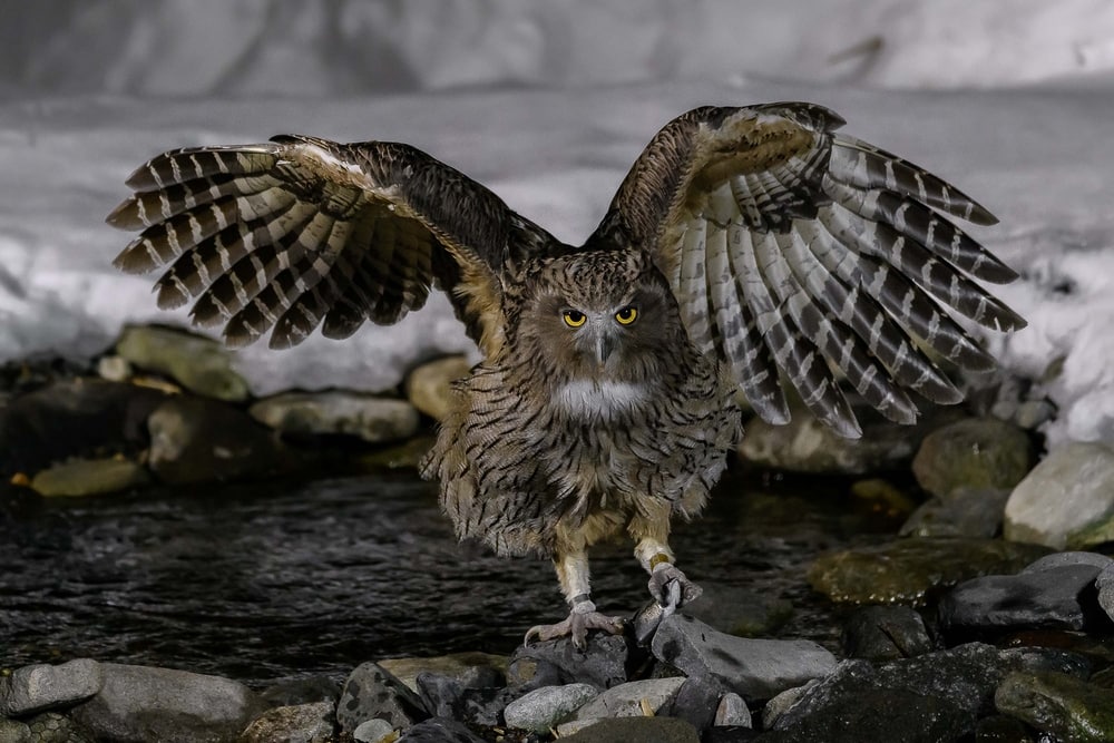 Blakiston fish owl looking at the camera while showing its wings