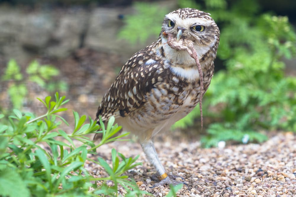Burrowing Owl eating a worm