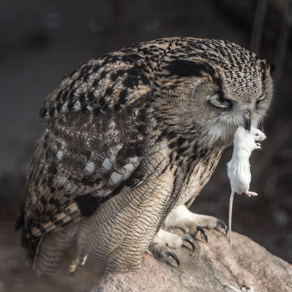 Burrowing owl with mice on its mouth