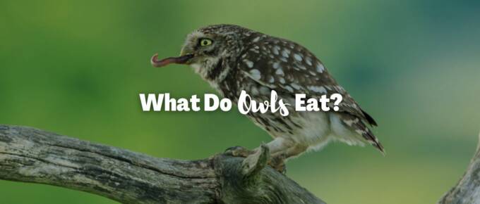 What do owls eat featured image