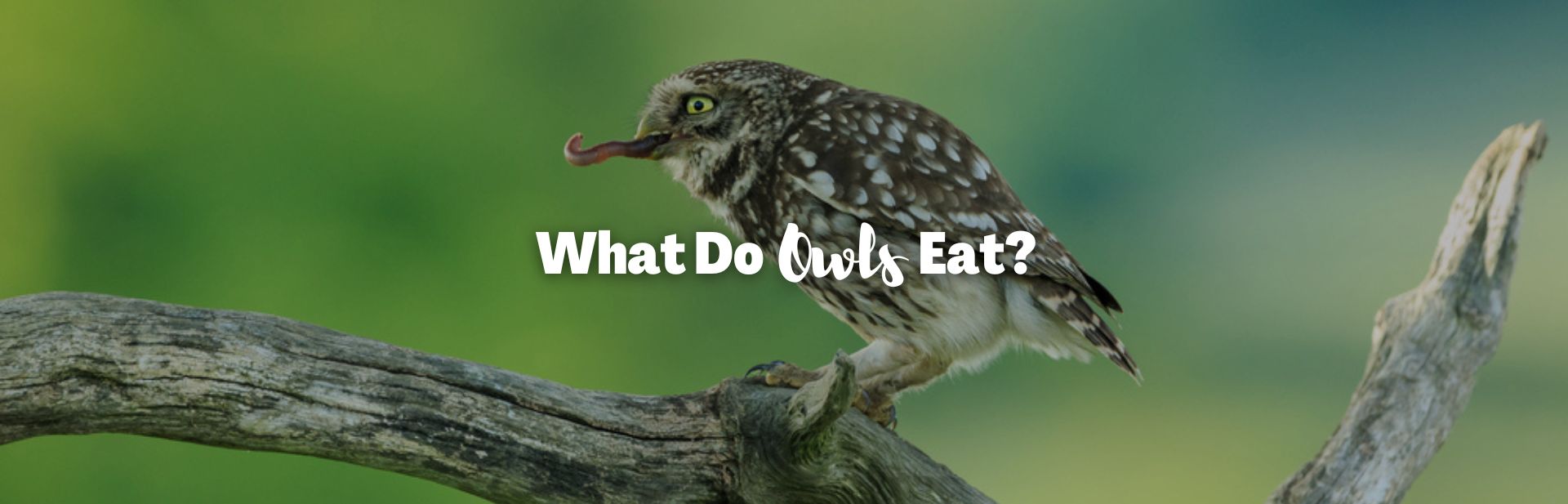What Do Owls Eat? The Dietary Diversity of Owls