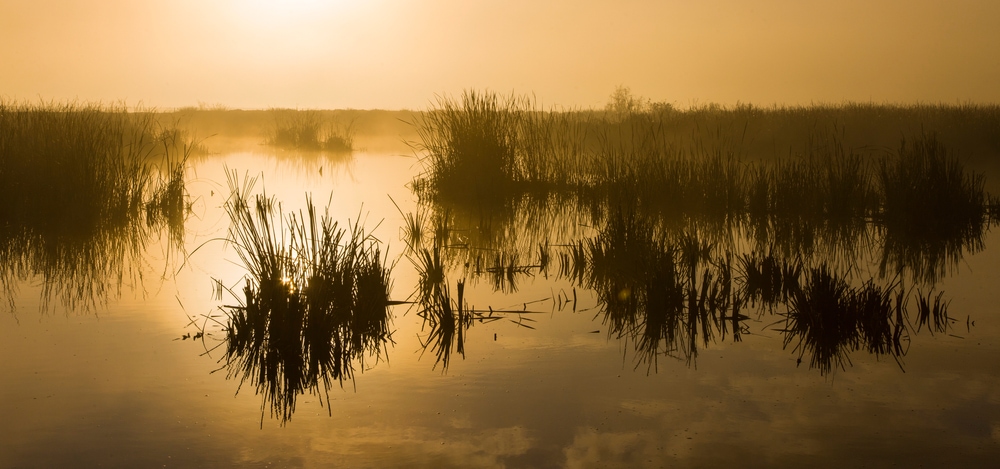 View of the marsh in sunset