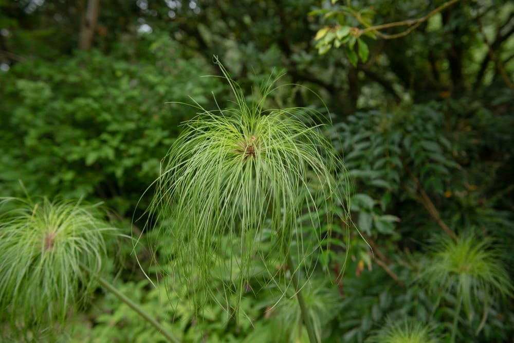 Egyptian Paper Rush (Cyperus papyrus) grown in the middle of the forest