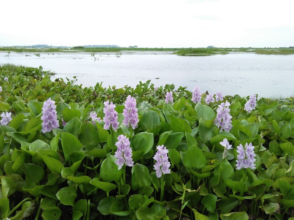 Water Hyacinth (Pontederia crassipes) growing beside a marsh