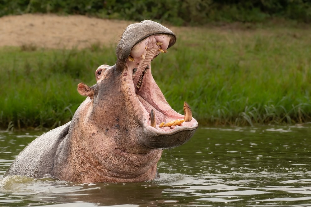 Hippopotamus (Hippopotamus amphibius) opening its mouth