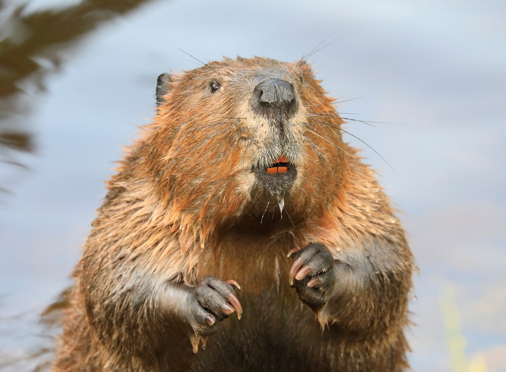 Beaver (Castor fiber) eating in the waters of marsh