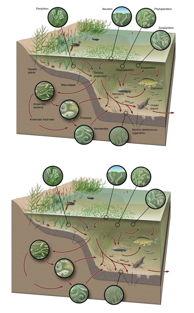 Infographics of the marsh ecosystem