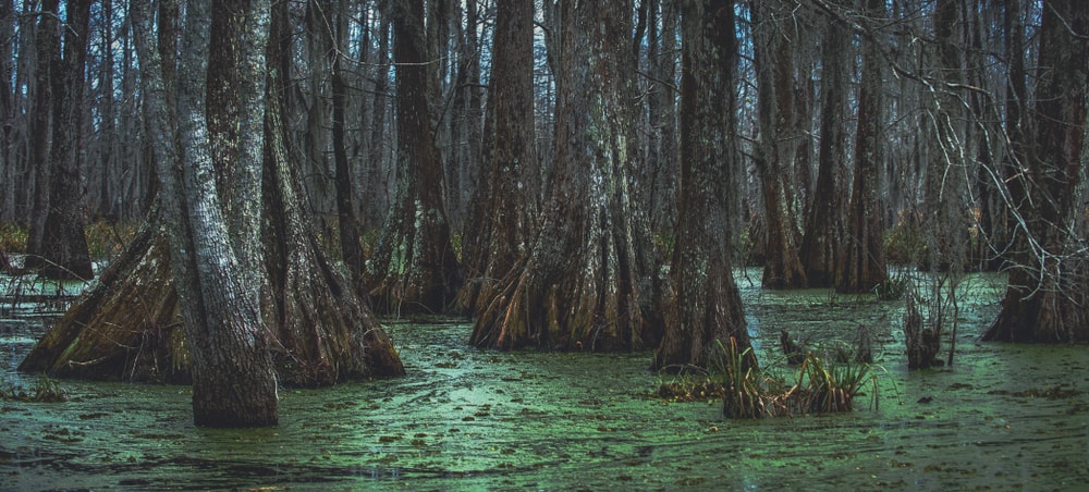Portrait of the swamps