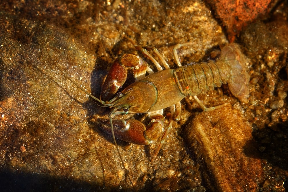 Crayfish crawling on the mud