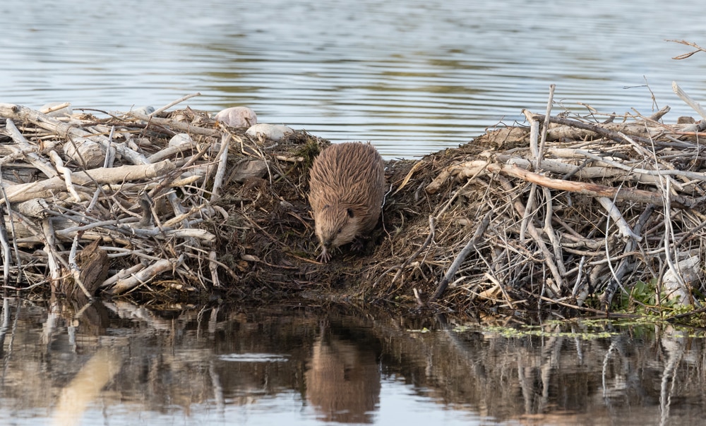 Beaver getting down the marsh