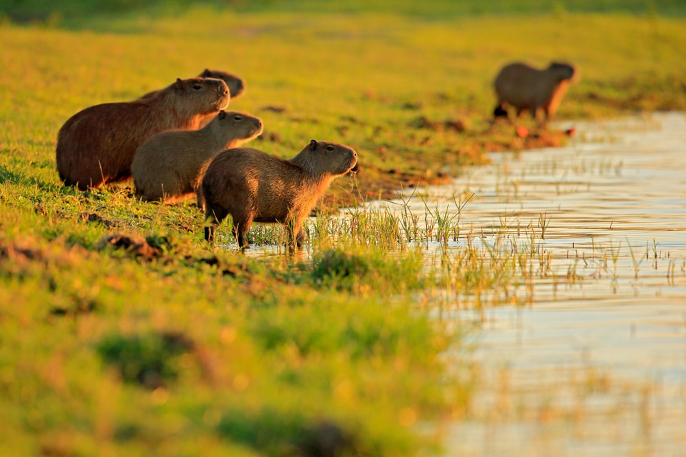 Capybaras on the marsh during the day