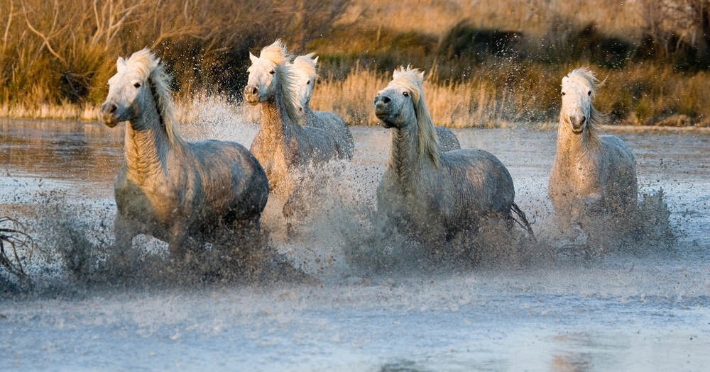 Horses running on the marsh