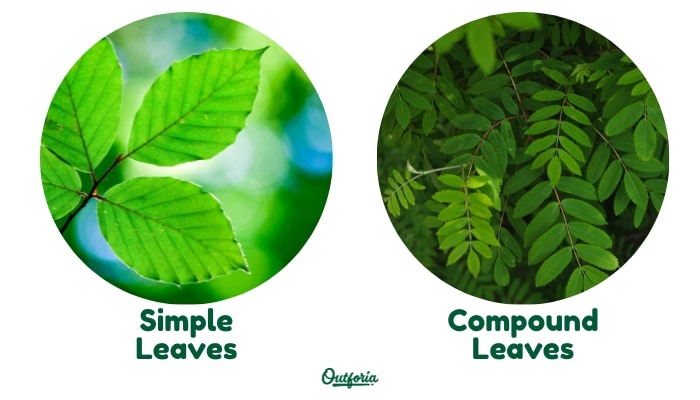 chart of simple and compound leaves