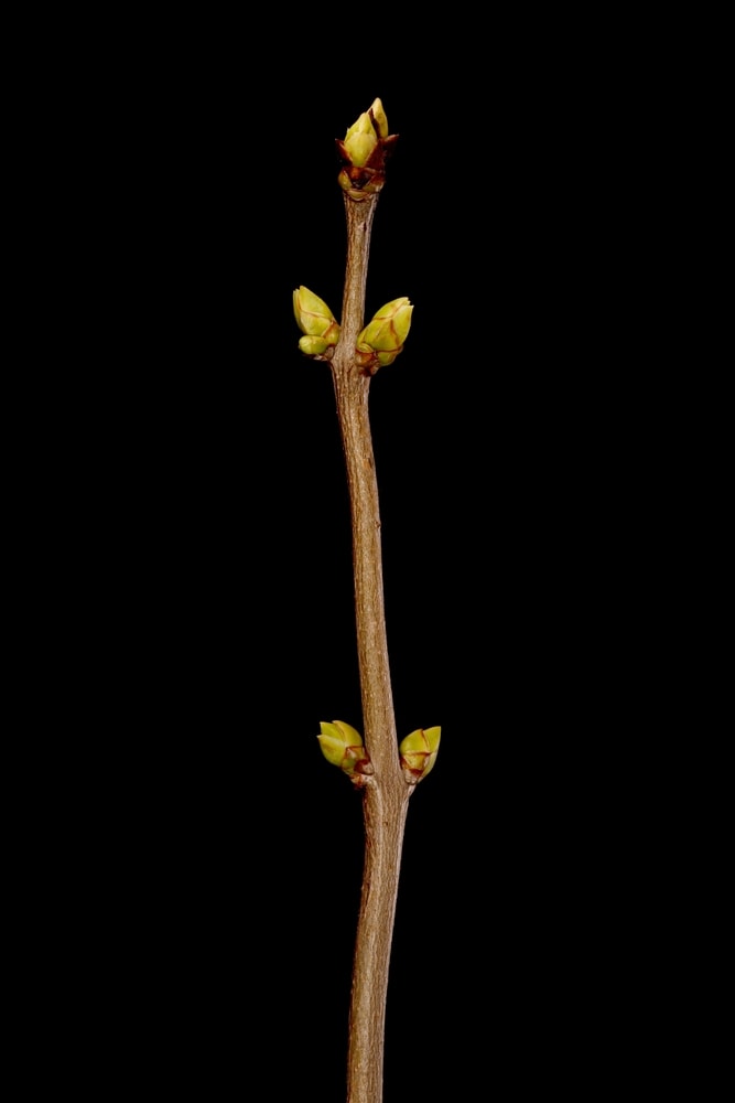 close up of a wintering lilac twig with alternate buds