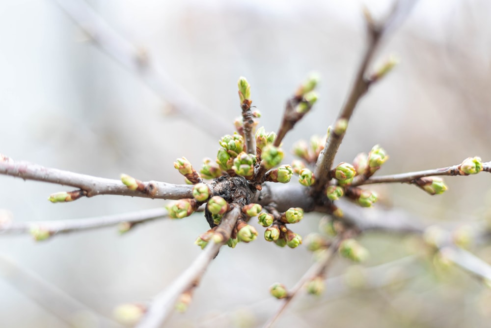 Close up of tree twigs and buds