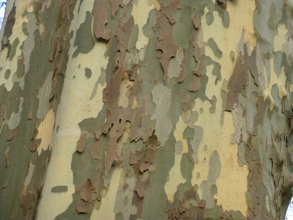 close up of a textured bark of a London Plane tree
