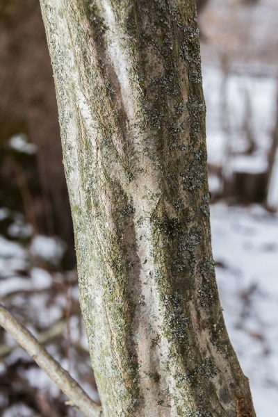 close up of a bark of a musclewood tree