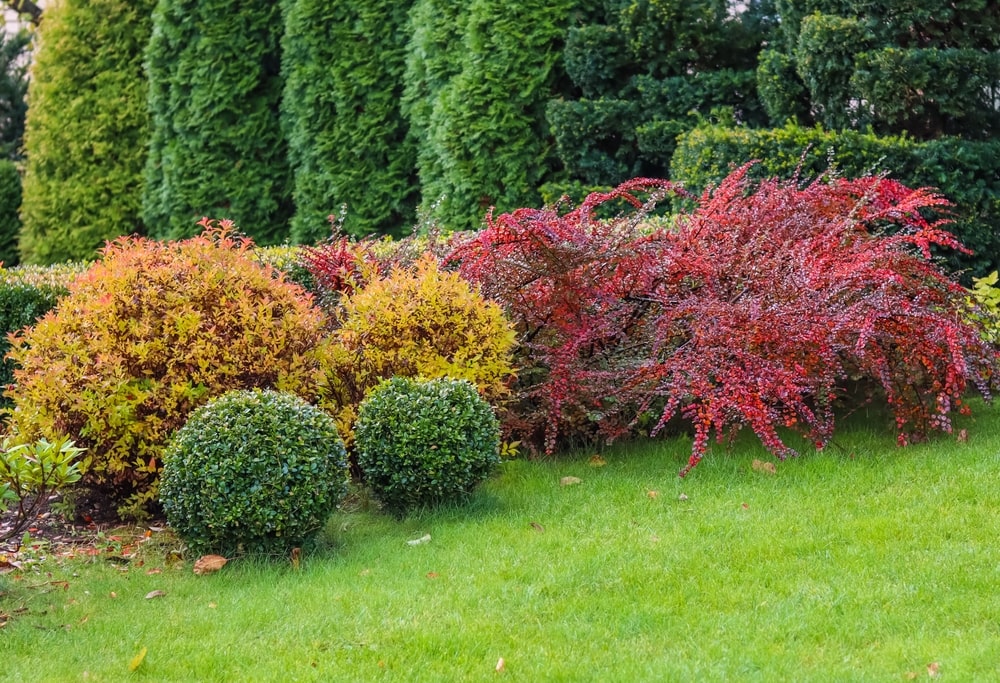 Garden with lush and healthy shrubs