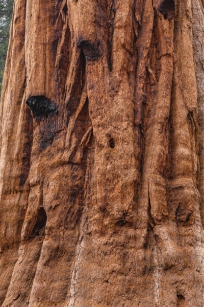 close up of Sequoia redwood Tree Bark Texture
