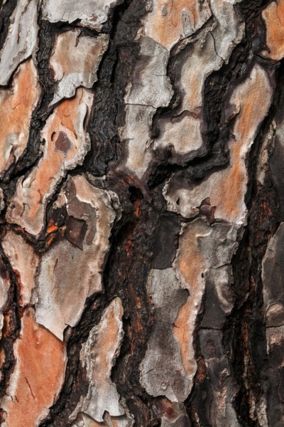 detail of the bark of a trunk of stone pine