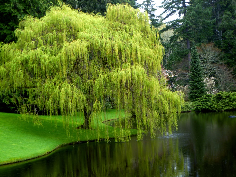 lush weeping willow tree by the lake