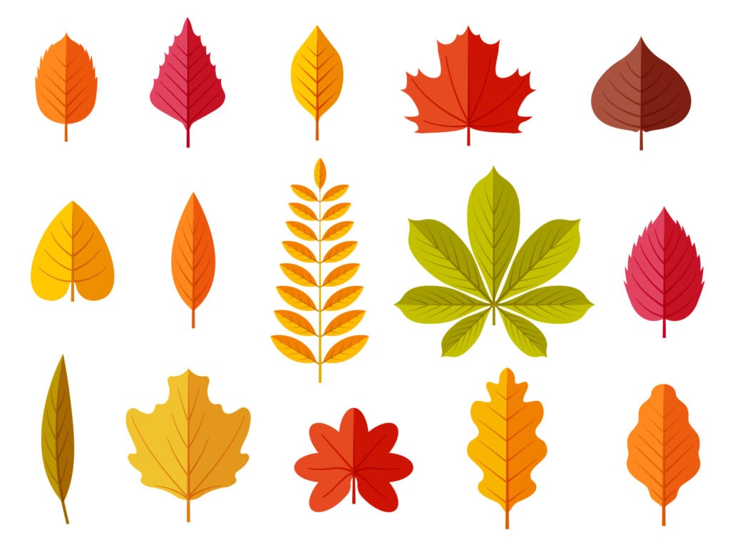 vector image of different leaf shapes