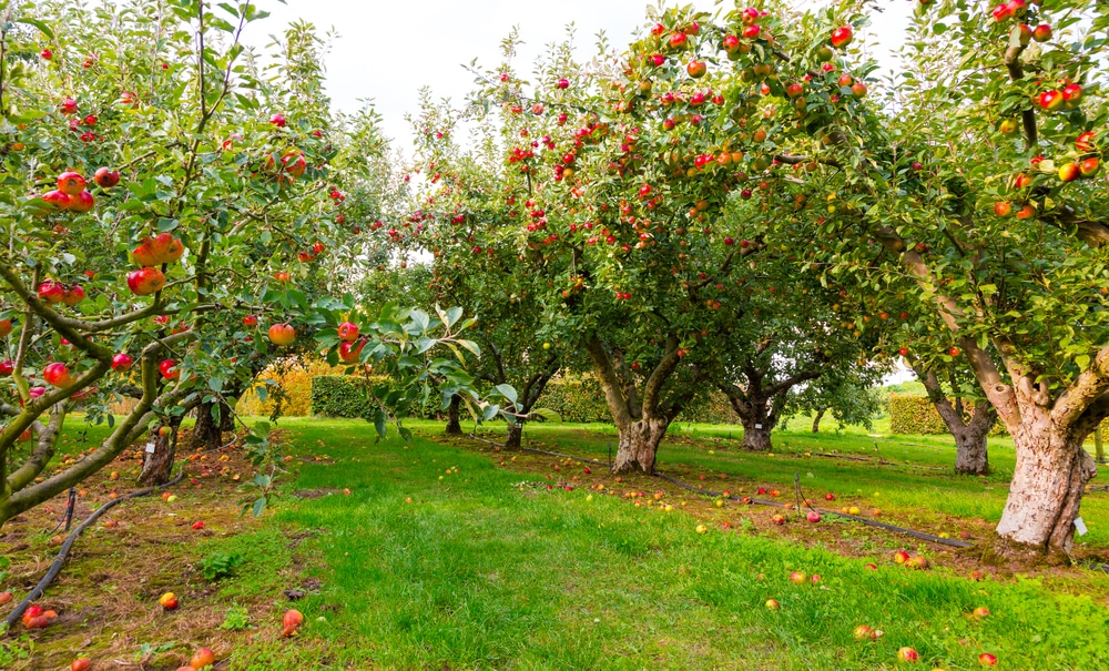 Apple trees and ripe apples in an orchard