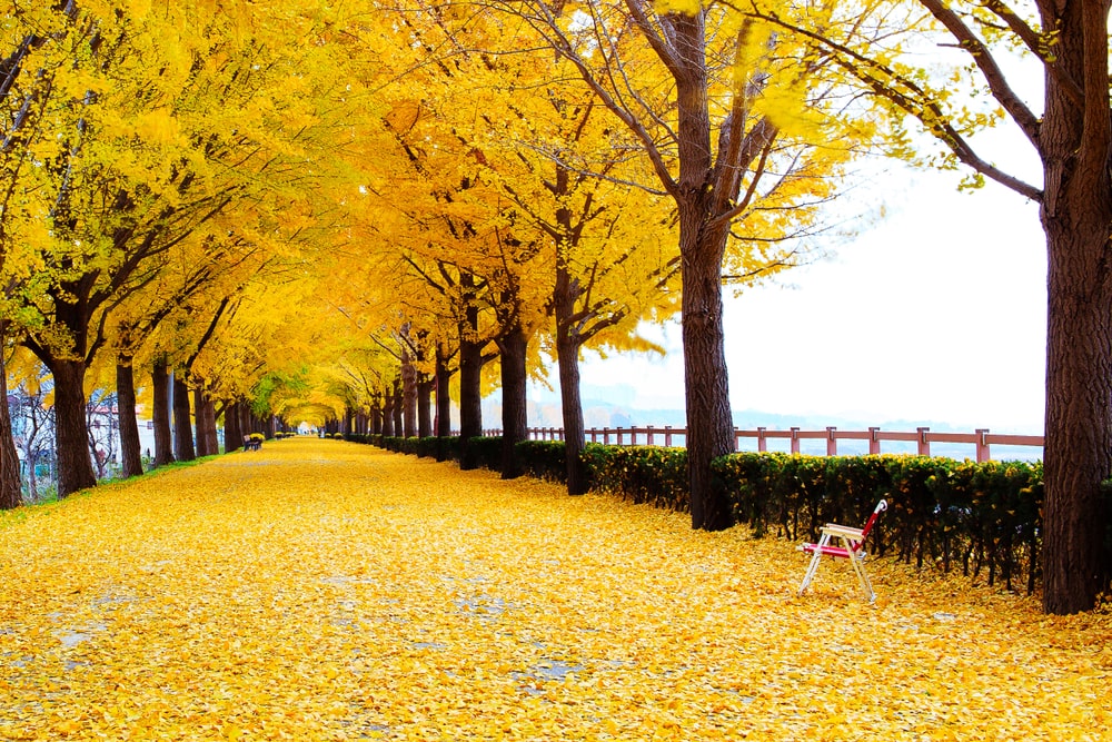 Street full of row of yellow-leaved gingko tree