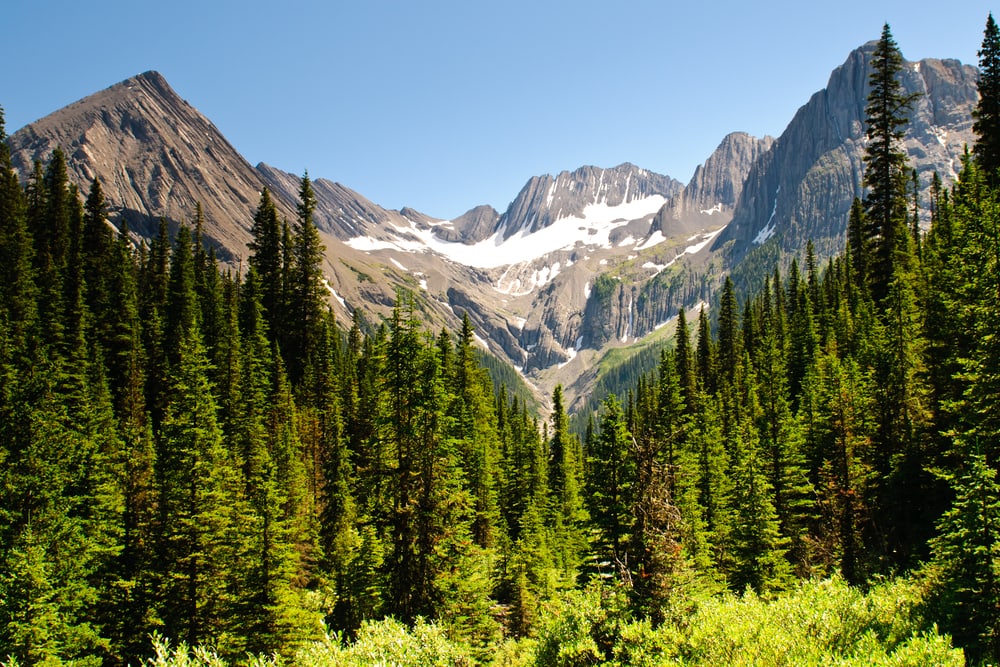 Pine trees in a forest with mountain at the background