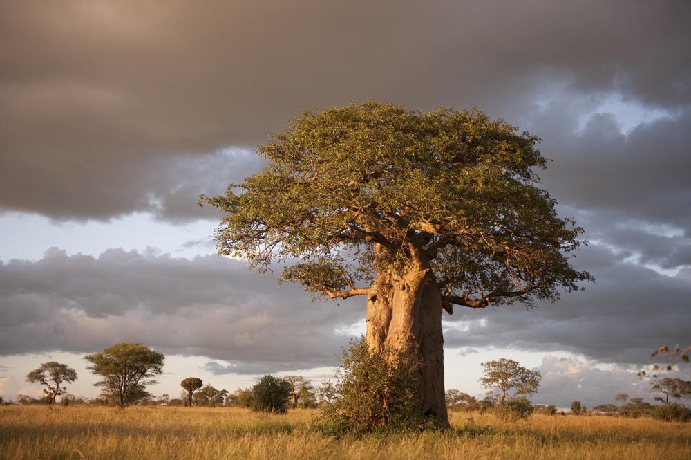 Baobab trees during sunset